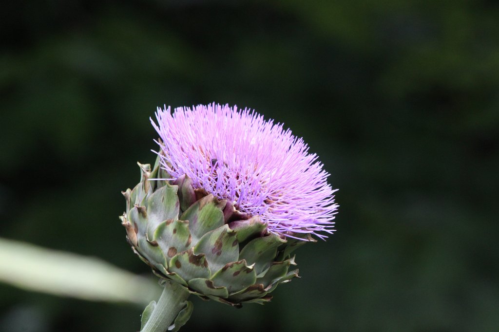 IMG_6251.JPG -  Cynara cardunculus 