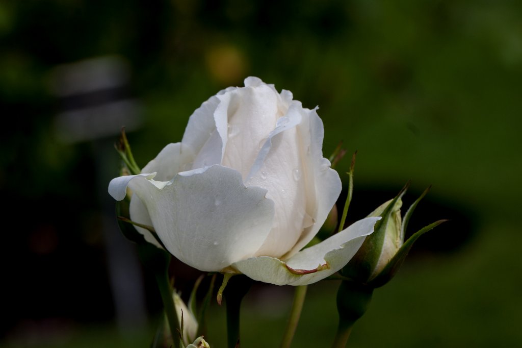 IMG_6273_c.jpg - Rose