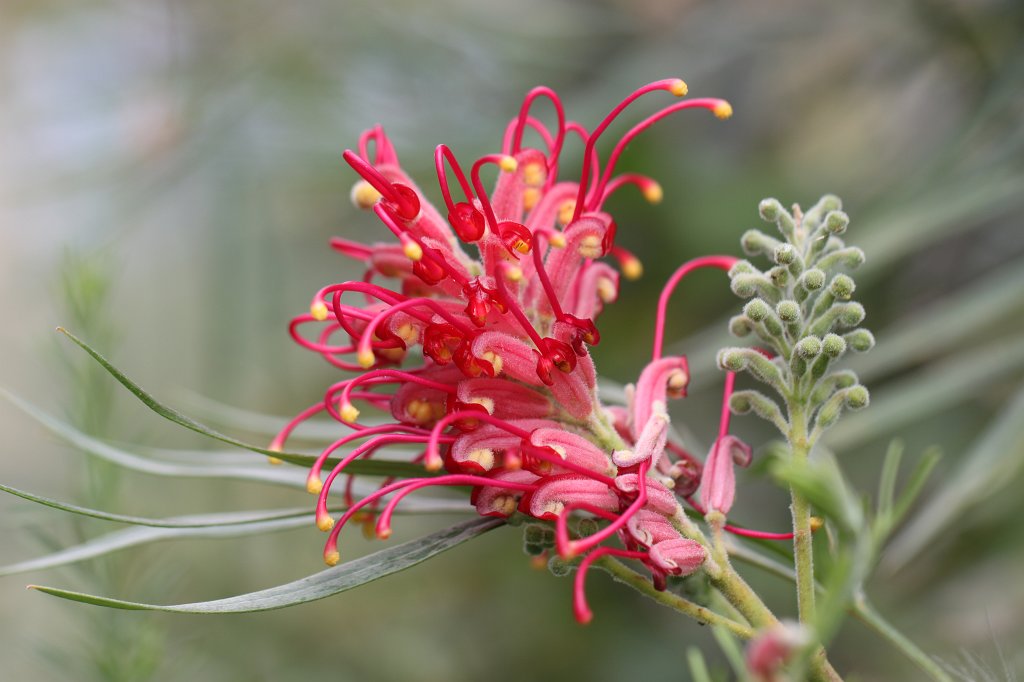 IMG_6299.JPG - Flower in the  National Botanic Gardens of Ireland 