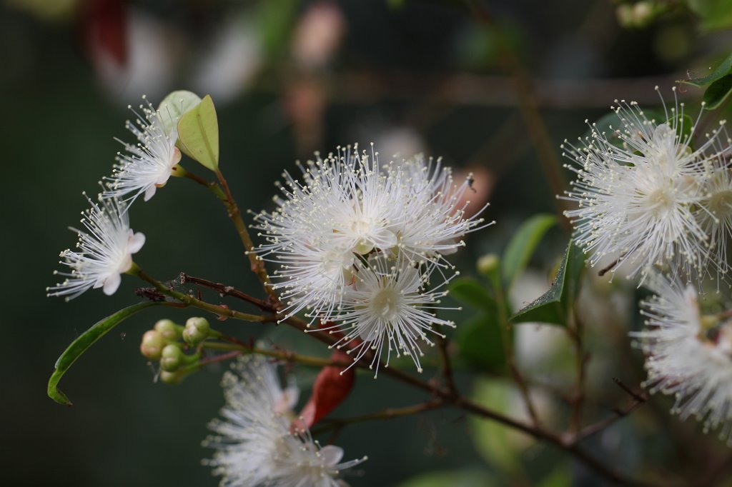 IMG_6307.JPG -  Syzygium paniculatum 