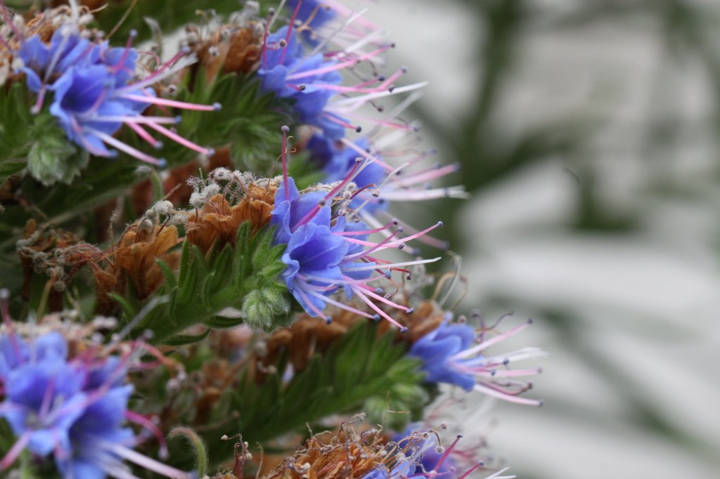 IMG_6313.JPG -  Echium webbii 