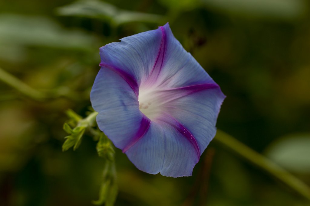 IMG_6321_c.jpg - Blue