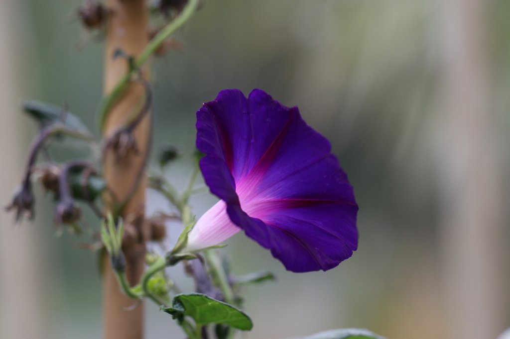 IMG_6327.JPG - Flower in the  National Botanic Gardens of Ireland 