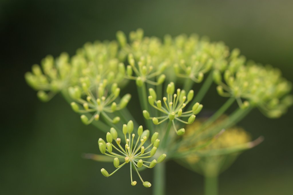 IMG_6337.JPG -  Dill 