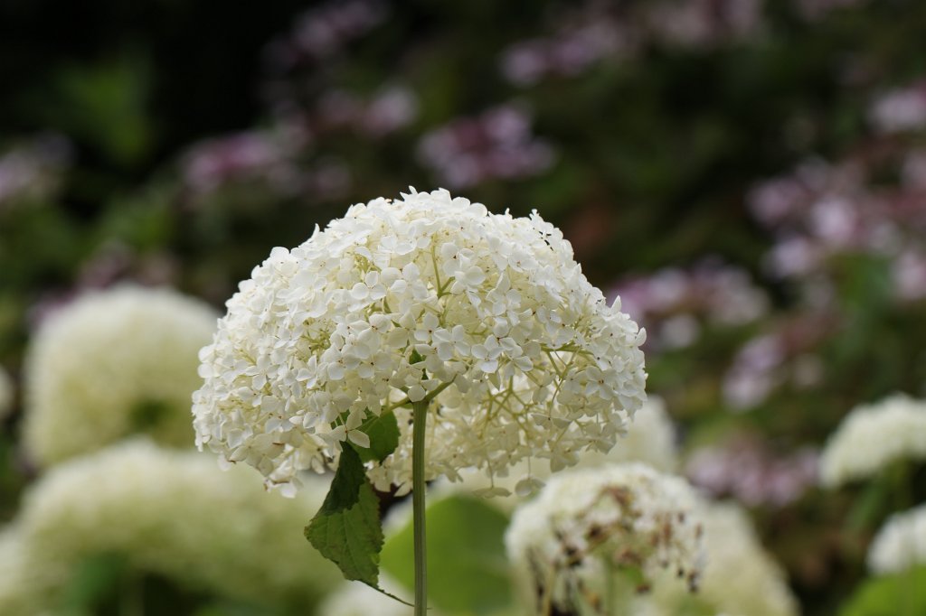 IMG_6346.JPG - Flower in the  National Botanic Gardens of Ireland 