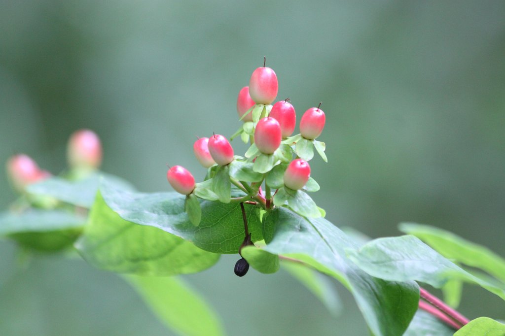IMG_6351.JPG - Plant in the  National Botanic Gardens of Ireland 