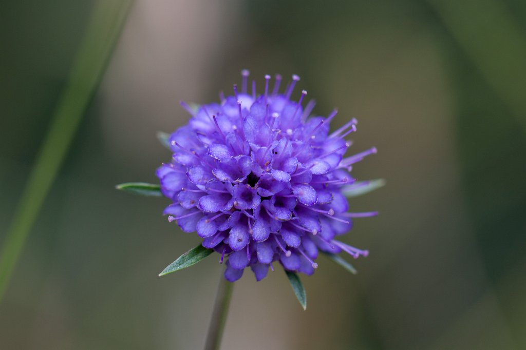 IMG_6358_c.jpg -  Succisa pratensis  ( Teufelsabbiss )