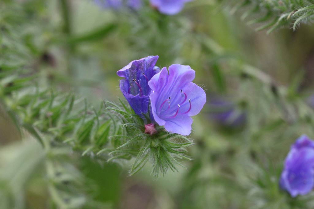 IMG_6365.JPG -  Echium webbii 