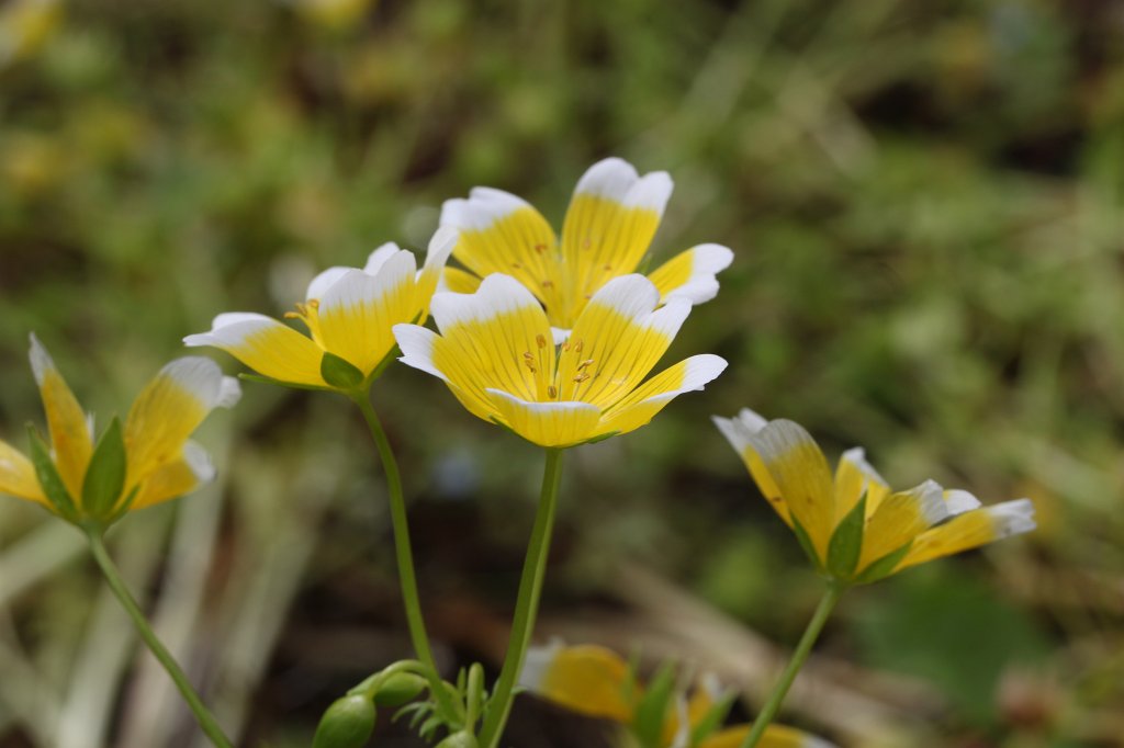 IMG_6368.JPG -  Limnanthes douglasii 