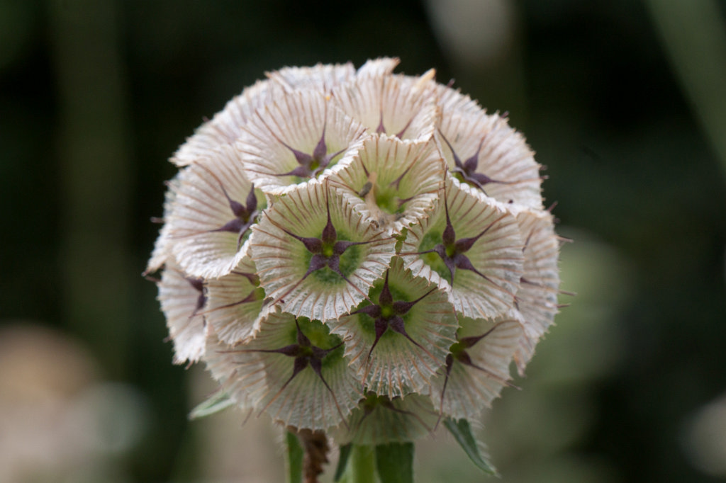 IMG_6380_c.jpg -  Succisa pratensis  ( Teufelsabbiss )