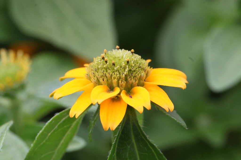 IMG_6383.JPG -  Sanvitalia procumbens 