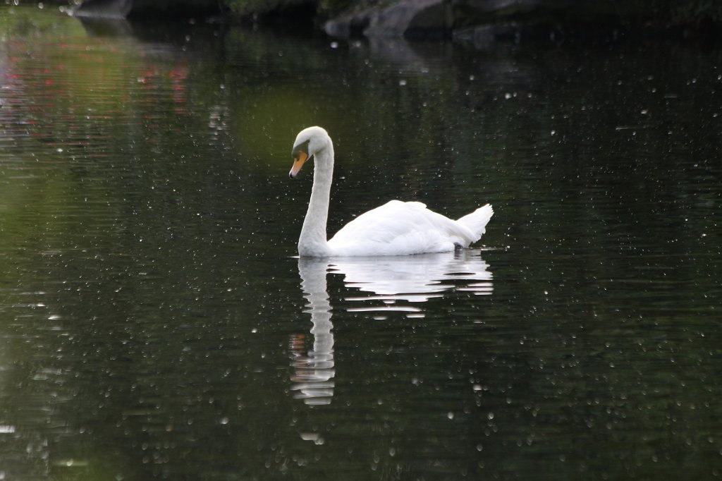 IMG_6595.JPG -  St Stephen's Green 
