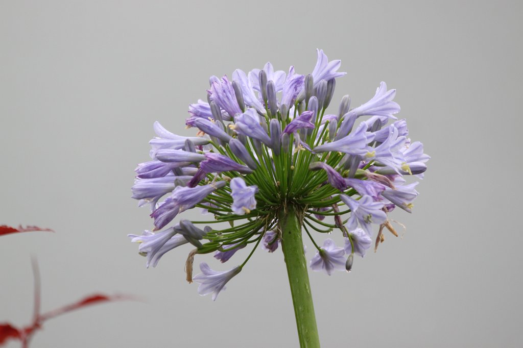 IMG_6727.JPG -  Agapanthus  at  Dublin Zoo 