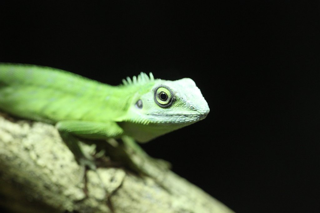 IMG_6770.JPG - Gecko at  Dublin Zoo 