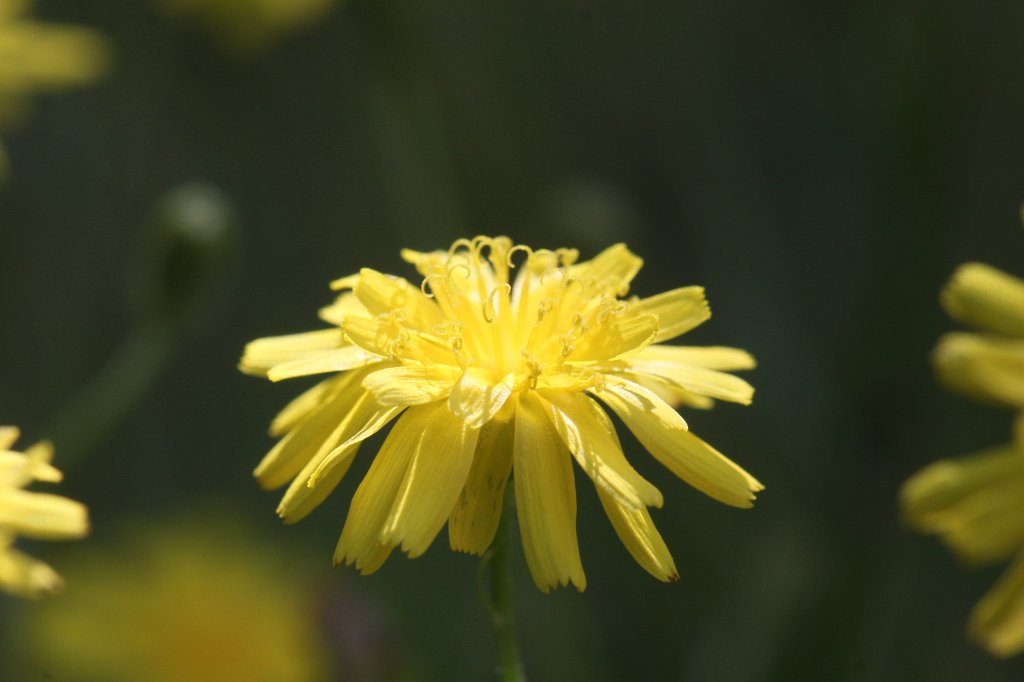 IMG_4133.JPG - Goat's-beard (Bocksbart)