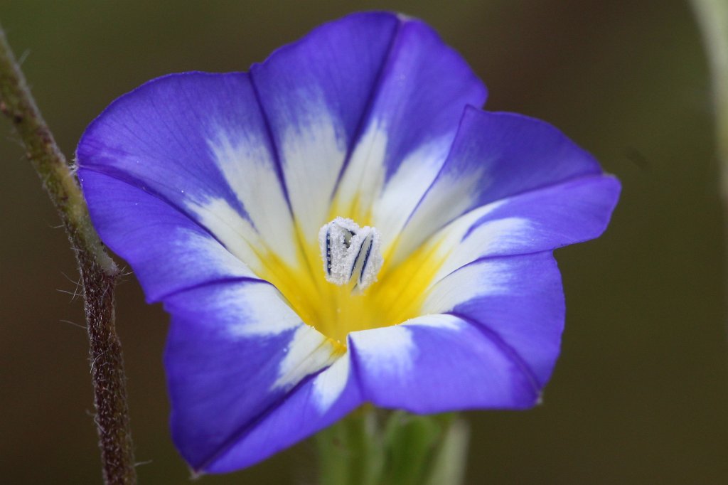 IMG_6821_c2.JPG - Viola