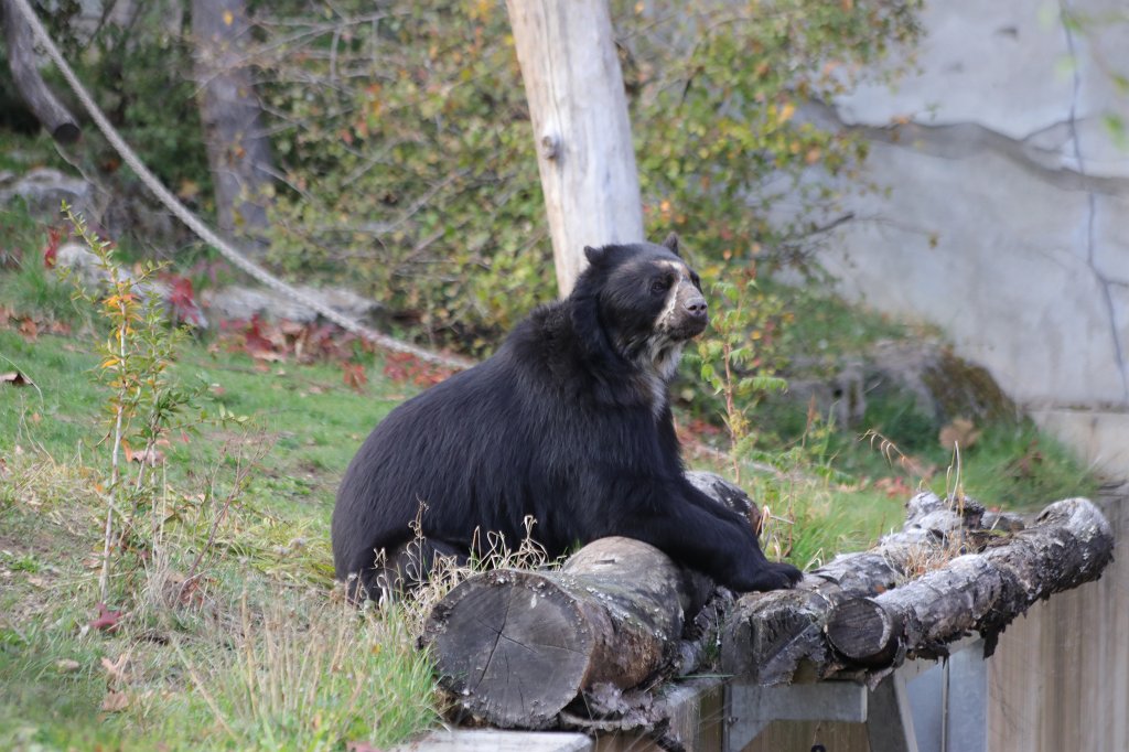 574A0022.JPG -  Spectacled bear  ( Brillenbär )