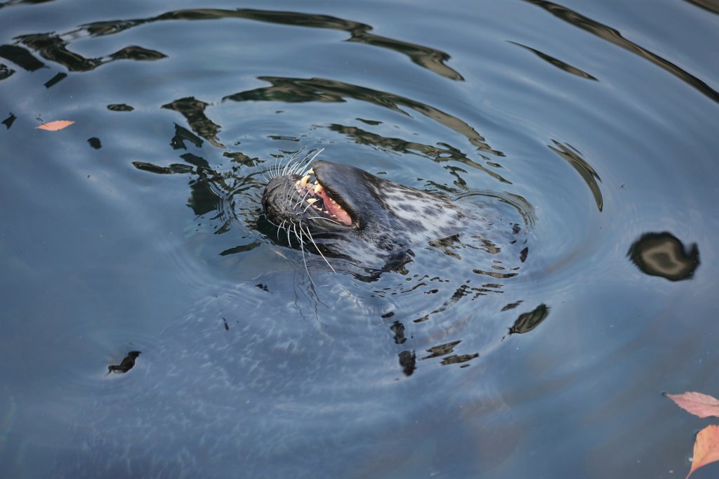 574A0052.JPG -  Seal  ( Seehund )