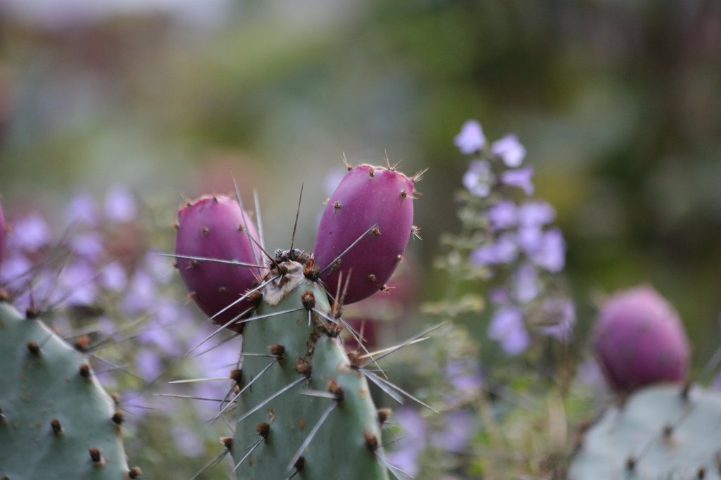 574A0099.JPG - Cactus flower