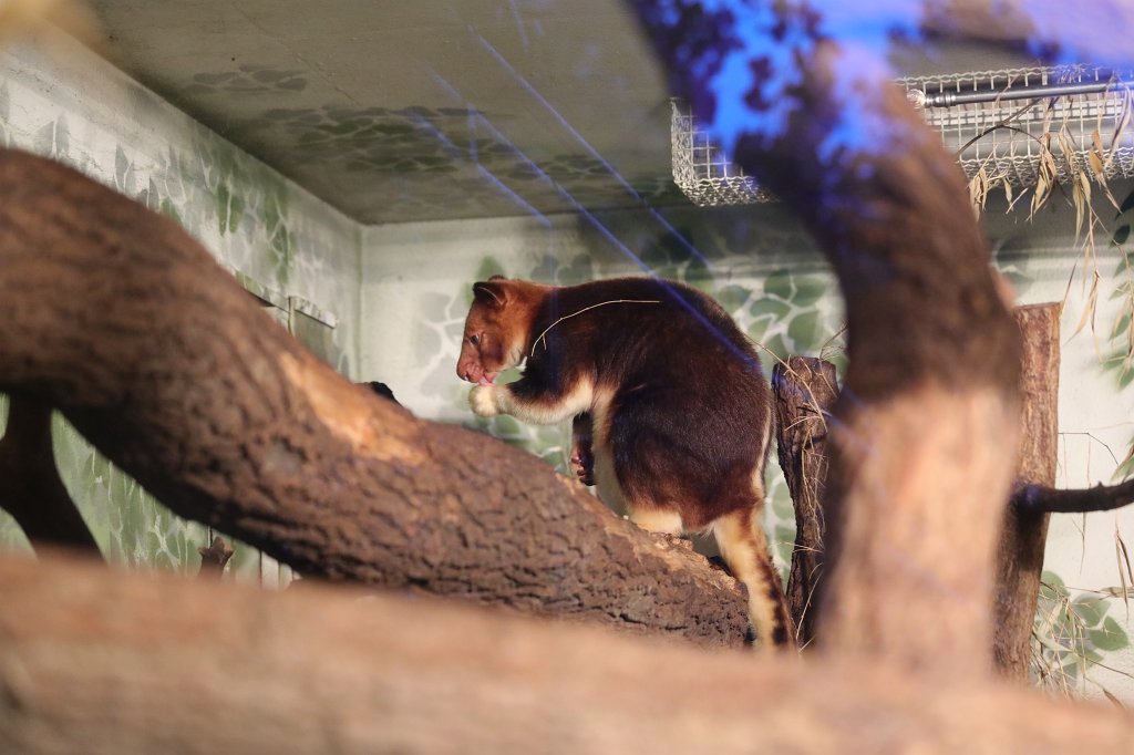 574A0138.JPG -  Tree-kangaroo  ( Baumkänguru )