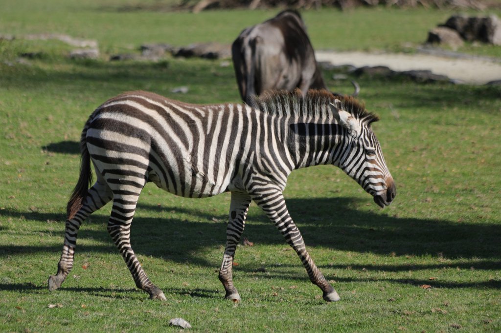574A0166.JPG -  Grants Zebra  ( Böhm- oder Grant-Zebra )