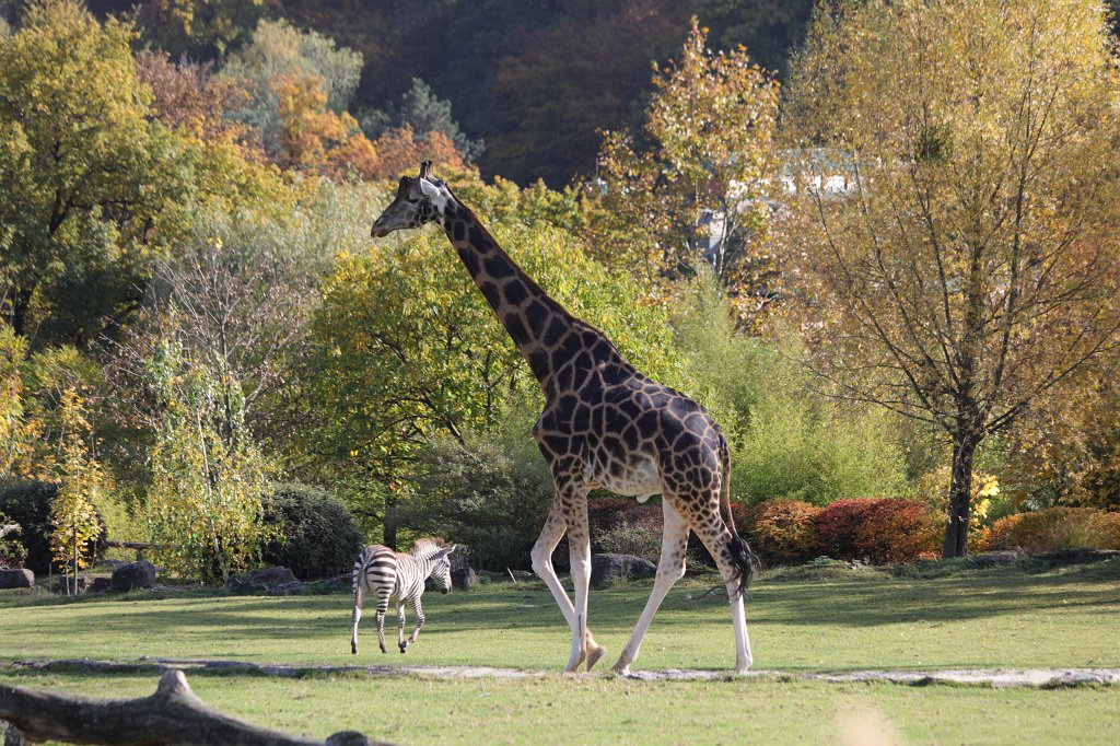 574A0178.JPG - Afrika-Savanne im  Opel-Zoo 