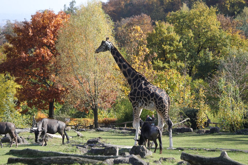574A0180.JPG - Afrika-Savanne im  Opel-Zoo 