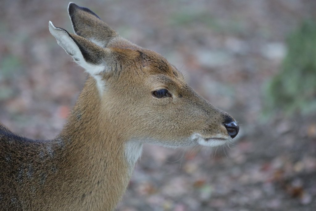 574A0214.JPG -  Vietnamese sika deer  ( Vietnamesischer Sikahirsch )