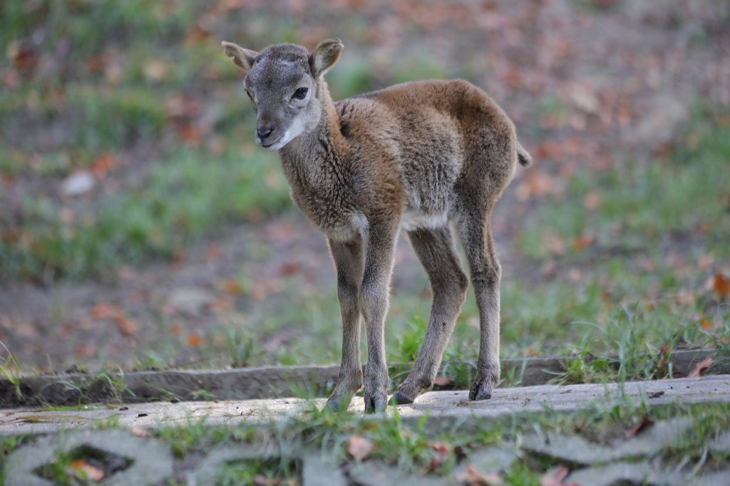 574A0224.JPG -  Mouflon  ( Mufflon )