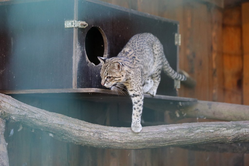 574A0255.JPG -  Geoffroy's cat  ( Kleinfleckkatze )