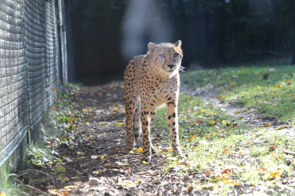 574A0283.JPG -  Cheetah  ( Gepard )