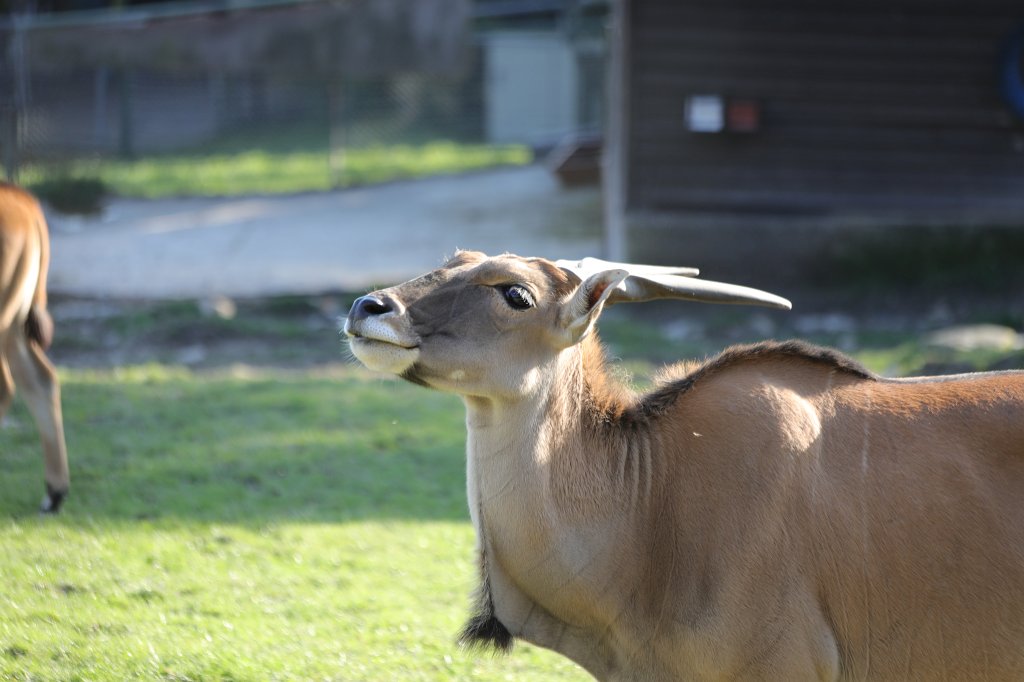 574A0293.JPG -  Eland  ( Elenantilope )