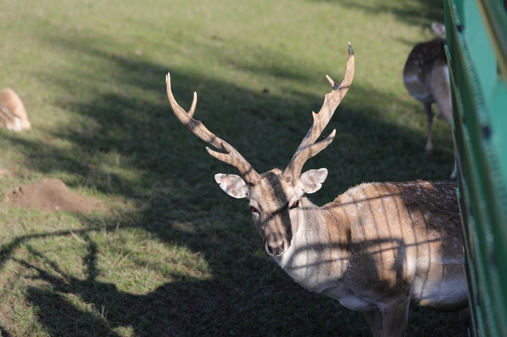 574A0298.JPG -  Persian fallow deer  ( Mesopotamische Damhirsch )