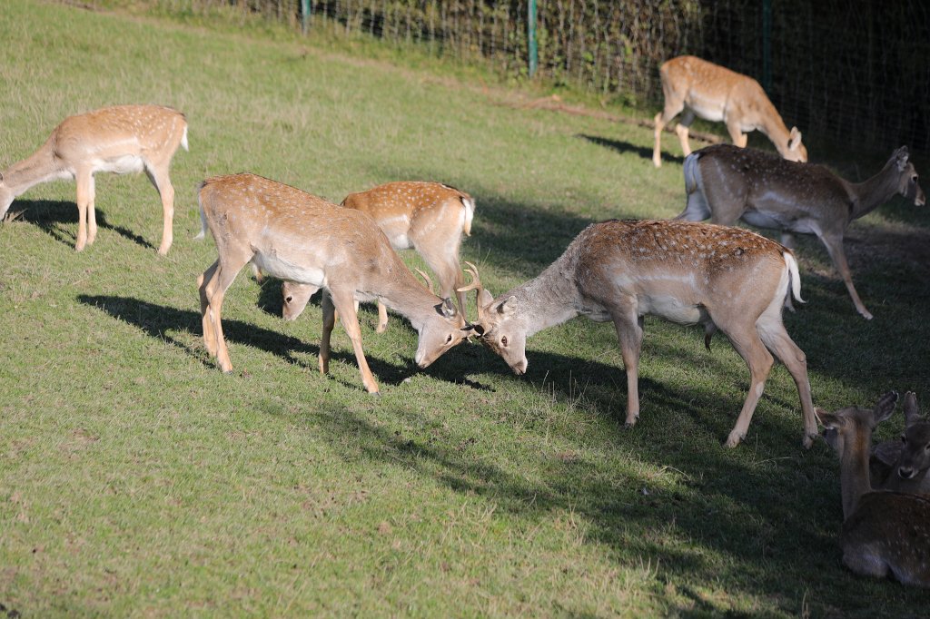 574A0302.JPG -  Persian fallow deer  ( Mesopotamische Damhirsch )