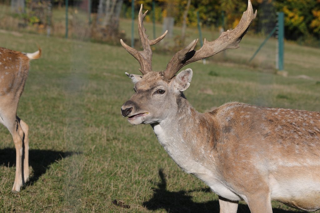 574A0311.JPG -  Persian fallow deer  ( Mesopotamische Damhirsch )