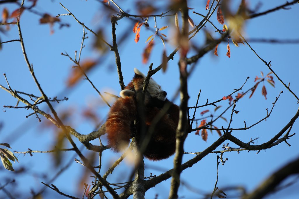 574A0319.JPG -  Red panda  ( Roter Panda )