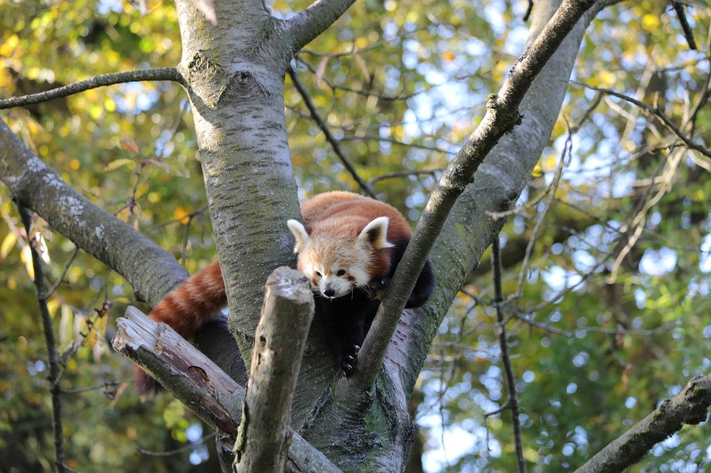 574A0322.JPG -  Red panda  ( Roter Panda )