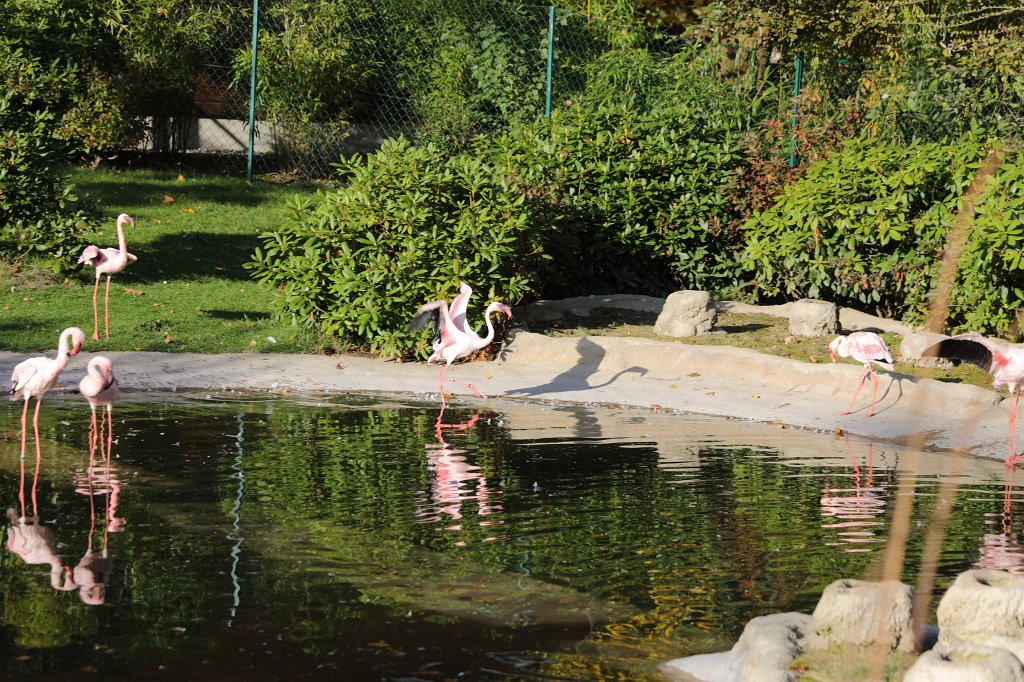 574A0347.JPG -  Flamingos 