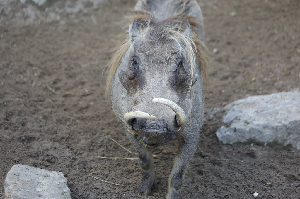 574A0354.JPG -  Warthog  ( Warzenschwein )