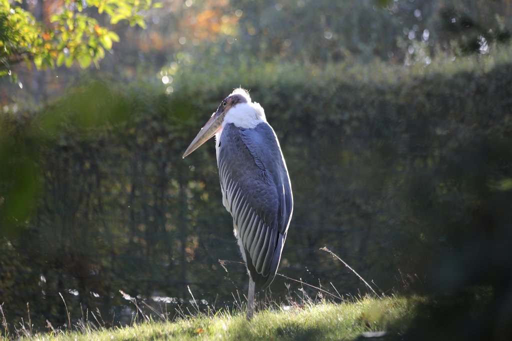 574A0362.JPG -  Marabou stork  ( Marabu )