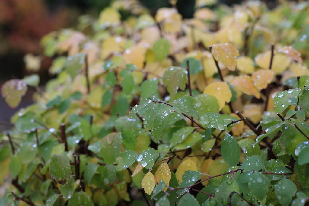 574A0004.JPG - Regentropfen auf Busch