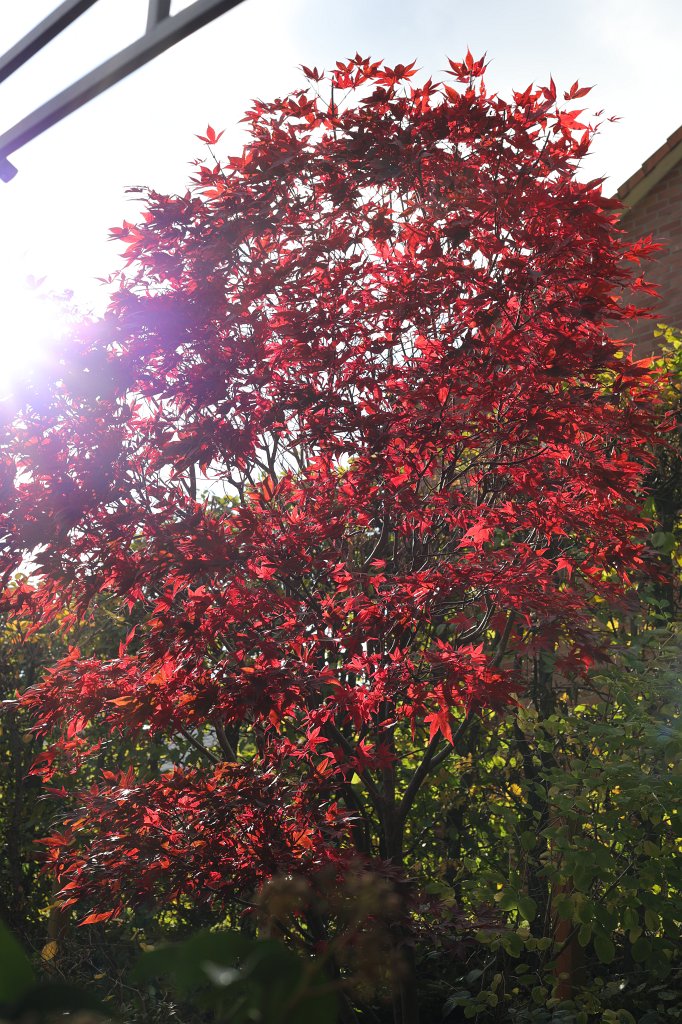 574A0145.JPG -  Japanese maple 
