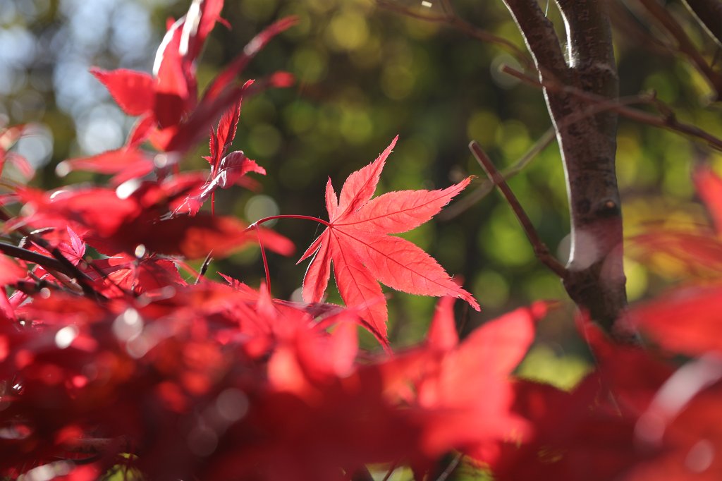 574A0147.JPG -  Japanese maple 