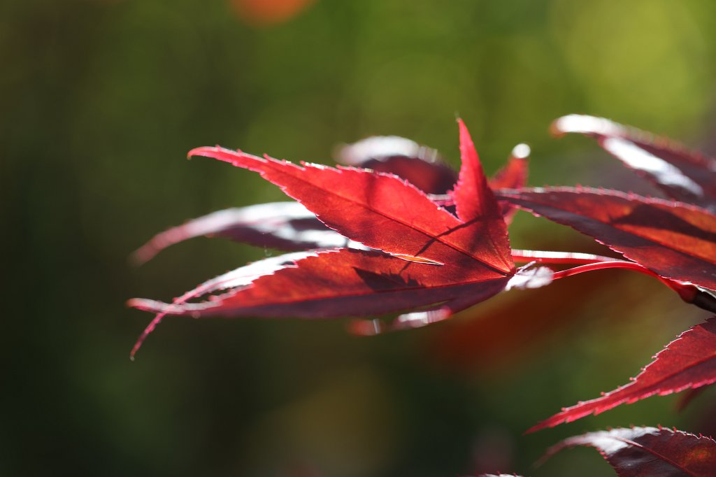 574A0149.JPG -  Japanese maple 