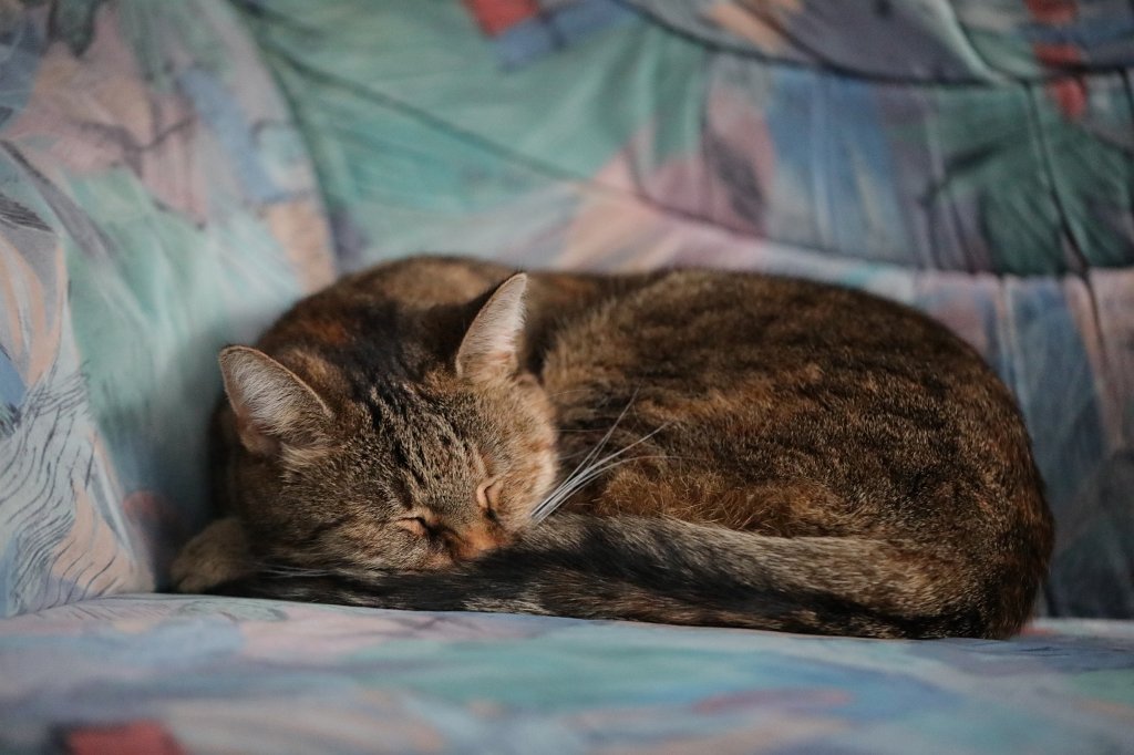 574A0155.JPG - Sleeping Emily