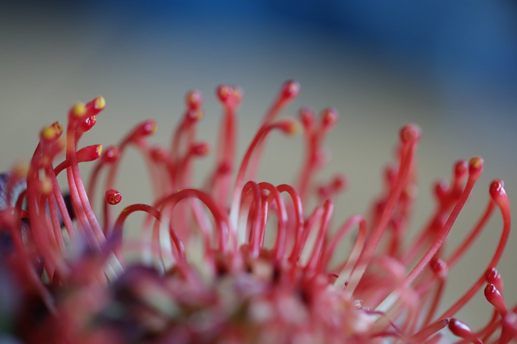 574A0377.JPG - Flower