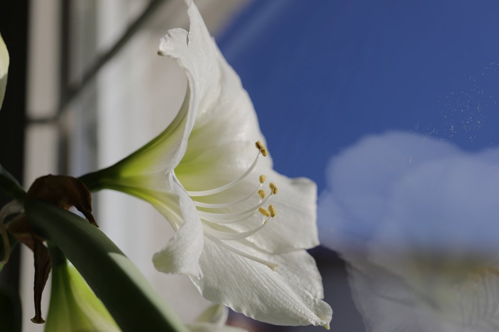 574A0401.JPG -  Amaryllis 