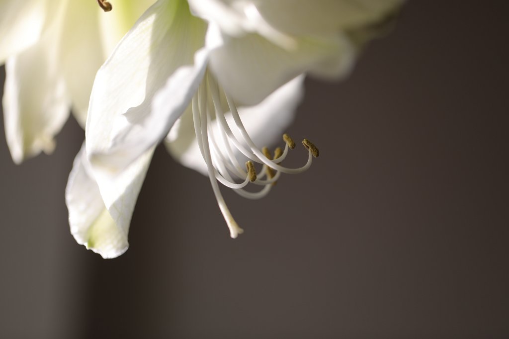 574A0409.JPG -  Amaryllis 