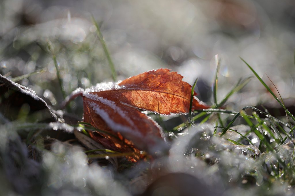 574A0479.JPG - Fallen leaf in my garden in the morning frost and light