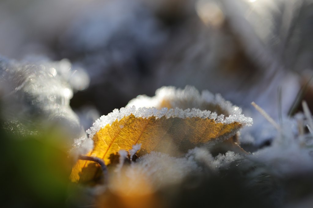 574A0482.JPG - Fallen leaf in my garden in the morning frost and light